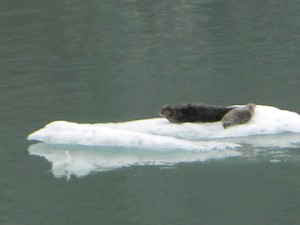 Alaskan Wildlife on the Disney Wonder