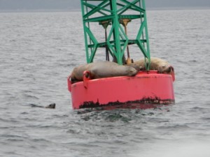 Spotting Seals in Alaska on our Disney Cruise