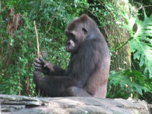 Gorilla at Disney's Animal Kingdom