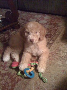 Henry Jones, Junior - Aussiedoodle Puppy