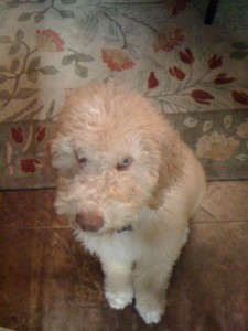 Junior the Aussiedoodle Puppy