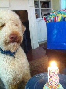 Junior the Aussiedoodle's 3rd Birthday