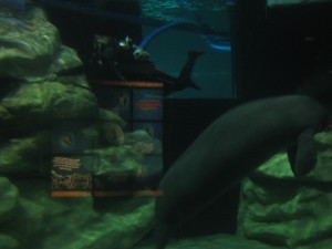 The Manatees in Epcot