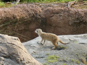 Meerkat at Animal Kingdom