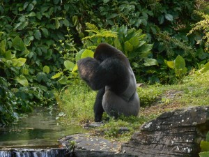 Animal Kingdom Gorilla