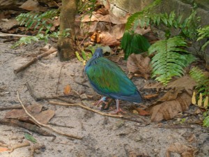 Bird in Animal Kingdom