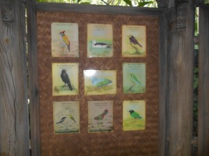 Animal Kingdom Asian Aviary Bird Spotting Guide