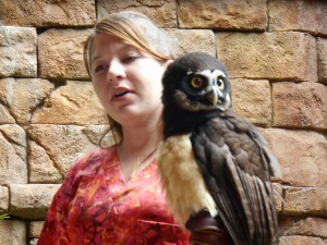 Owl / Animal Kingdom / Flights of Wonder