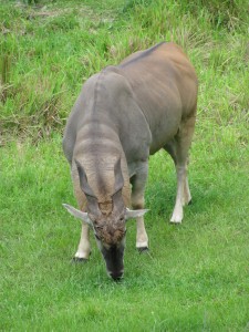 Kilimanjaro Safari / Animal Kingdom