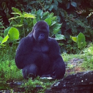 Disney's Animal Kingdom Gorilla