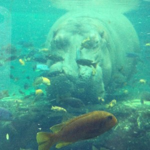 Hippos at Disney's Animal Kingdom