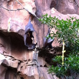 Animal Kingdom - Bats on the Maharajah Jungle Trek