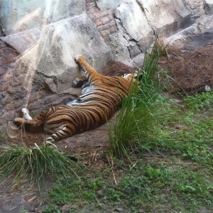 Asian Tiger - Maharajah Jungle Trek