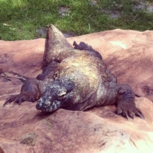 Komodo Dragon at Animal Kingdom