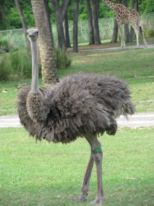 Ostrich on the savannah at Animal Kingdom Lodge