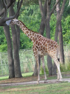 Giraffe on the savanna at Animal Kingdom Lodge