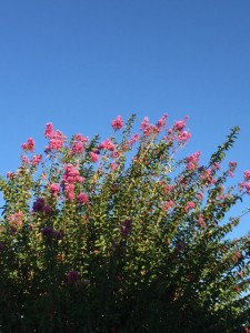 Louisiana Crepe Myrtles