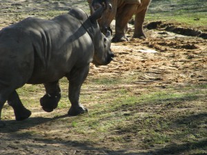 Rhino on Kilimanjaro Safari