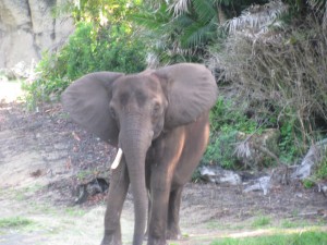 Kilimanjaro Safari Elephant