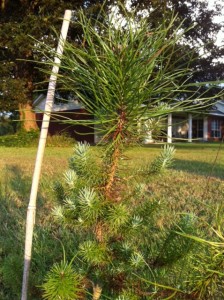 Pine Tree Groot!