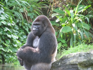 Gorilla at Animal Kingdom WDW