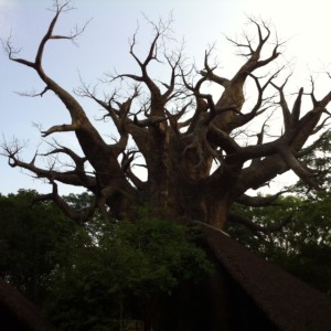 RM-Baobab-Tree