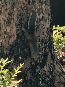 RM-Fort-Wilderness-Squirrel