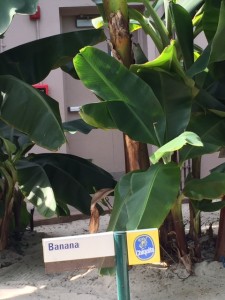 RM-Living-With-The-Land-Banana-Plant