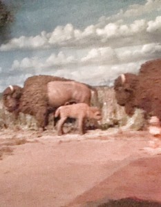 RM-Living-With-The-Land-Buffalo-Scene