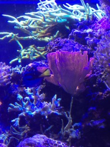 RM-Epcot-Aquarium-Fish