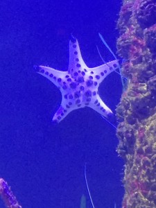 RM-Epcot-Aquarium-Starfish
