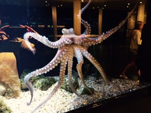 Tivoli-Octopus