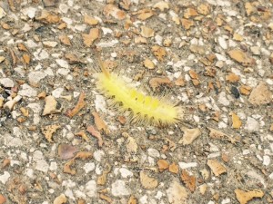 RM-Run-Course-Caterpillar