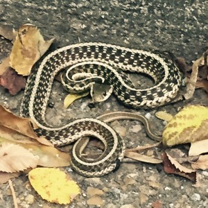 RM-Running-Vicksburg-Pine-Snake