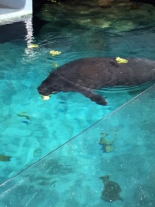 Epcot-Manatee-at-Surface