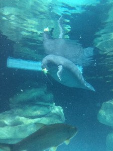 Epcot's-Manatee-Viewing-Area