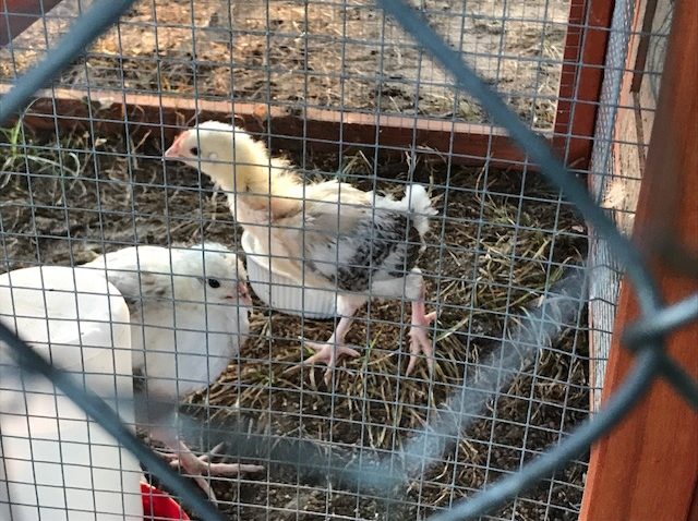 Backyard Chickens